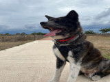 De race Akita Inu disponible pour saillie