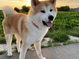 Akita Inu roux LOF disponible pour saillie