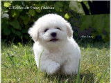 Chiots Bichon Fris&eacute; Disponible 1 Femelle