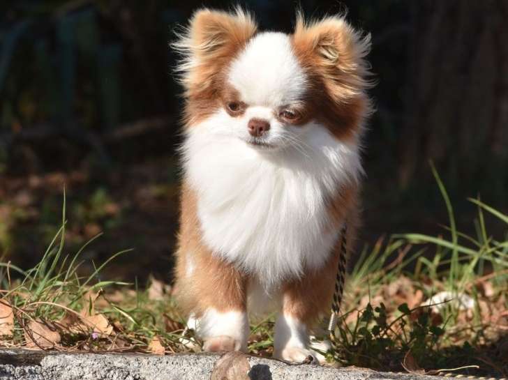 Un chien Chihuahua mâle LOF chocolat d’un an pour une saillie