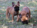 2 chiots Bouledogues Français LOF mâles à acheter