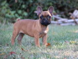 2 chiots Bouledogues Français LOF mâles à acheter