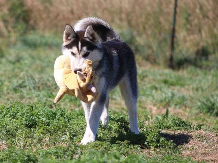 Un chiot mâle Husky de Sibérie tricolore LOF à acheter