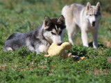 Un chiot mâle Husky de Sibérie tricolore LOF à acheter