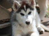 Un chiot mâle Husky de Sibérie tricolore LOF à acheter
