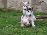 Un chiot mâle Husky de Sibérie tricolore LOF à acheter