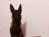 4 chiots Bergers Belges Malinois à réserver (LOF)