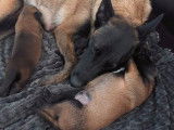4 chiots Bergers Belges Malinois à réserver (LOF)