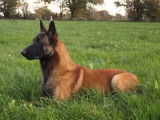 4 chiots Bergers Belges Malinois à réserver (LOF)