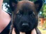4 chiots Bergers Belges Malinois à réserver (LOF)