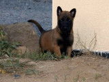 4 chiots Bergers Belges Malinois à réserver (LOF)