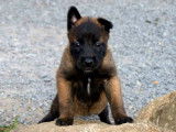 4 chiots Bergers Belges Malinois à réserver (LOF)