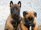 4 chiots Bergers Belges Malinois à réserver (LOF)