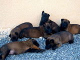 4 chiots Bergers Belges Malinois à réserver (LOF)