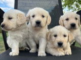 Affectueux chiots Golden Retriever non LOSH, une femelle et un mâle, à réserver pour septembre 2022