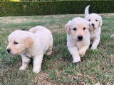 Affectueux chiots Golden Retriever non LOSH, une femelle et un mâle, à réserver pour septembre 2022