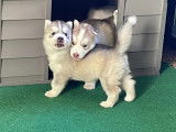 Magnifiques chiots Husky de Sibérie pedigree FCI à retenir pour septembre 2022