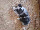 Chiots Border collie &agrave; vendre
