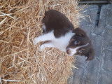 Chiots Border collie &agrave; vendre