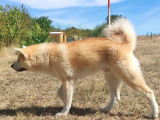 Beau chiot Akita Inu roux à vendre