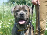 Cane Corso LOF confirmé pour saillie