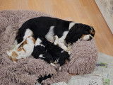 Saïka et ses 3 chiots