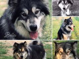 Chiots Malamute d’Alaska à naître