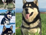 Kodiak loup du Nord