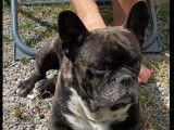 Chien adulte de type Bouledogue Fran&ccedil;ais M&acirc;le &agrave; donner