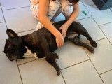 Chien adulte de type Bouledogue Fran&ccedil;ais M&acirc;le &agrave; donner