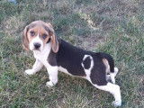2 chiots Beagles mâles non LOF disponibles à l’achat