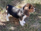 2 chiots Beagles mâles non LOF disponibles à l’achat