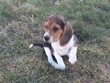 2 chiots Beagles mâles non LOF disponibles à l’achat