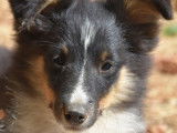 Un chiot Shetland Miniature femelle tricolore LOF &agrave; vendre