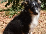 Un chiot Shetland Miniature femelle tricolore LOF &agrave; vendre