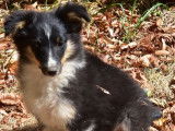 Un chiot Shetland Miniature femelle tricolore LOF &agrave; vendre