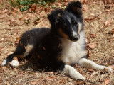 Un chiot Shetland Miniature femelle tricolore LOF &agrave; vendre