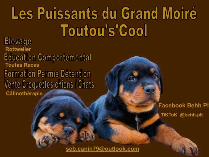 Chiots Rottweilers à réserver