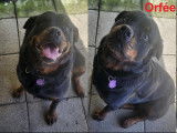 Chiots Rottweilers à réserver