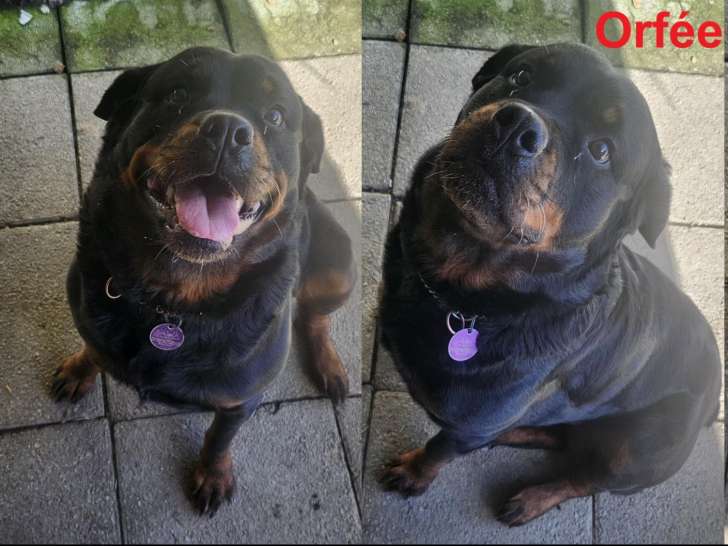 Chiots Rottweilers à réserver
