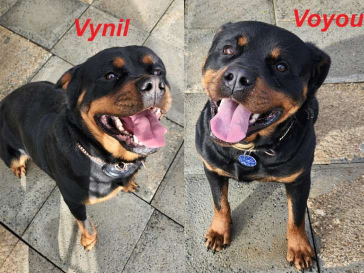 Chiots Rottweilers à réserver