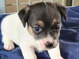 R&eacute;servation de 2 chiots Jack Russells LOF blanc tricolore