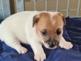 R&eacute;servation de 2 chiots Jack Russells LOF blanc tricolore