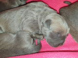 10 chiots Cani Corsi bringés ou gris LOF à la réservation