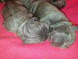 10 chiots Cani Corsi bringés ou gris LOF à la réservation