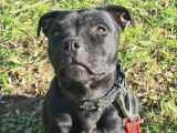 Une chienne Staffordshire Bull Terrier noire LOF 2 ans disponible à la vente