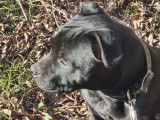 Une chienne Staffordshire Bull Terrier noire LOF 2 ans disponible à la vente