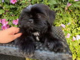 2 chiots Shih Tzu noirs non LOF disponibles &agrave; la vente