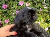 2 chiots Shih Tzu noirs non LOF disponibles &agrave; la vente