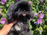 2 chiots Shih Tzu noirs non LOF disponibles &agrave; la vente